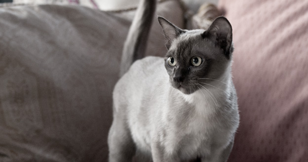 leaburmese cats